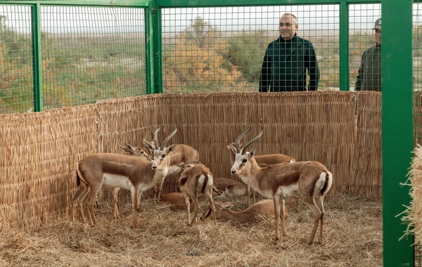 Leyla Əliyeva Mingəçevirdə ekoloji aksiyalarda iştirak edib
