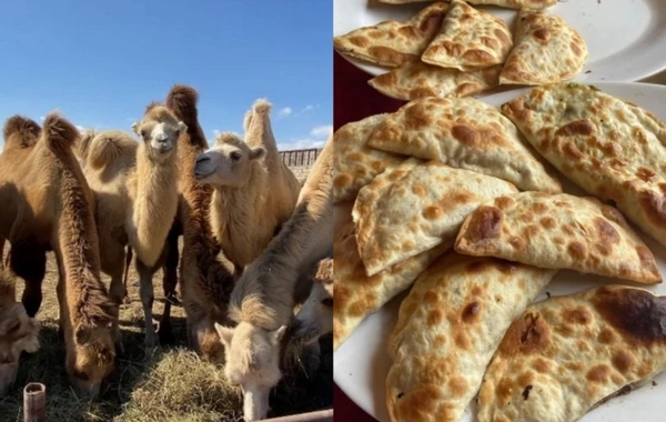 Dəvə qutabı adı ilə müştərilər aldadılır: Paytaxt restoranları ilə bağlı İDDİA