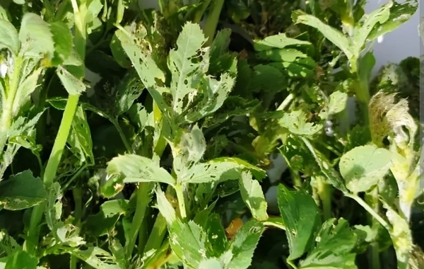 İmişlidə zərərverici həşəratlar yonca sahələrinə ziyan vurub, məhsuldarlıq azalıb