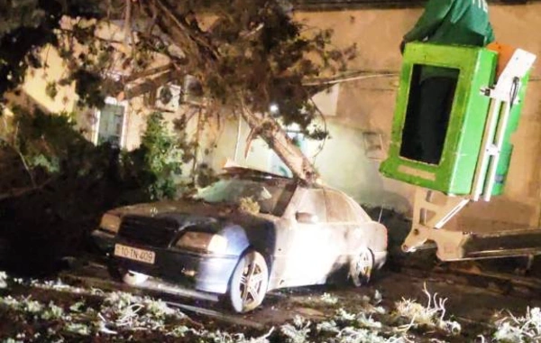 Bakıda güclü külək 78 ağacı aşırdı, 40 ağacın budaqları qırıldı