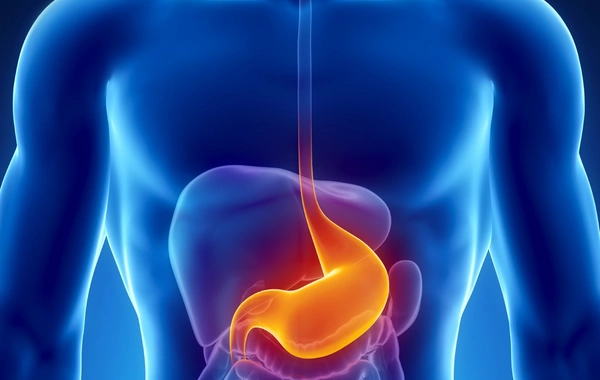 Mədəyə faydalı qidalar açıqlandı – mütəxəssislərdən tövsiyələr