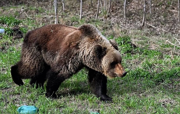 Rusiyada ayı qəbri qazaraq qadın meyitini aparıb