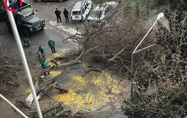 Qaraçuxurda ağac yola aşdı: Hərəkət məhdudlaşdı