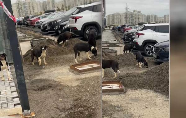 Qanlı gölün yaxınlığında sürü halında gəzən küçə itləri