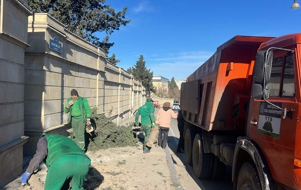 В Баку сильный ветер повалил 8 деревьев