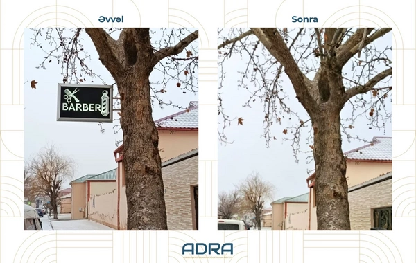 Ağaclara qanunsuz yerləşdirilən 267 reklam qurğusu söküldü