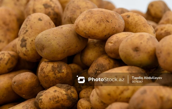 На рынках Азербайджана продается картофель, которым кормят животных?