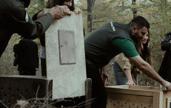 Leyla Əliyeva, Arzu Əliyeva və Alena Əliyeva Lənkəranda ekoloji aksiyalarda iştirak ediblər