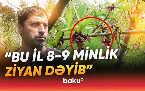 Qeyri-sabit hava fermerləri çətin vəziyyətə saldı: Meyvə BAHALAŞACAQ?