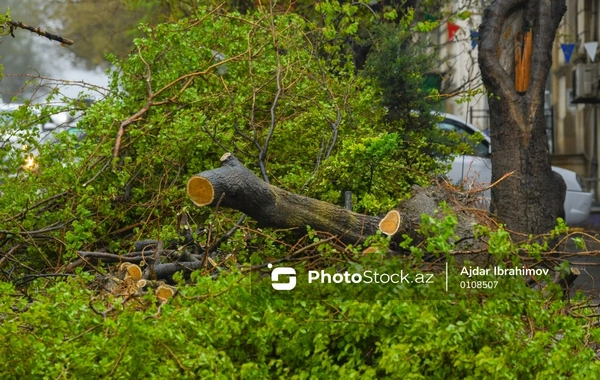 Xətai rayonunda ağaclar kəsildi: Toplanan materiallar Baş Prokurorluğa göndəriləcək