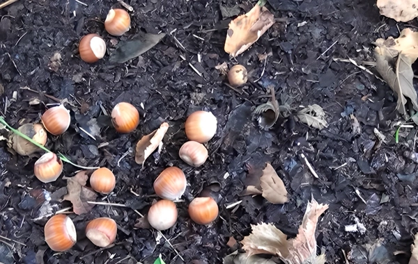 Qaxda kabusa çevrilən fındıq mövsümü: Təsərrüfat sahibləri indi nə etməlidirlər?