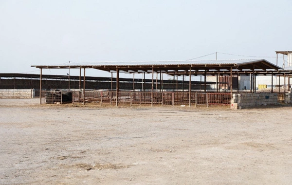 Heyvan bazarlarında yenidənqurma işləri sürətləndirilib – AQTA məlumat yaydı