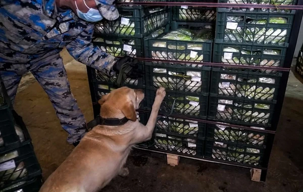 Azərbaycan gömrükçüləri 100 kiloqramdan artıq narkotik vasitə aşkar ediblər