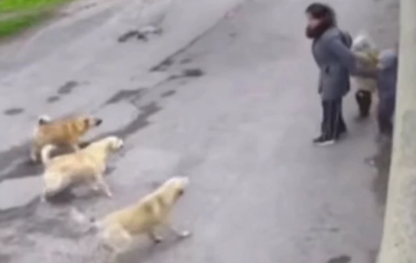 İtlərin hücum anında ana özünü övladlarına sipər etdi