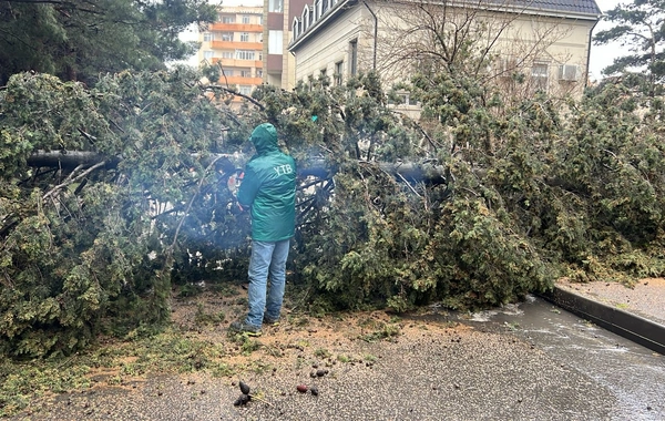 Bakıda ağac maşının üzərinə aşdı
