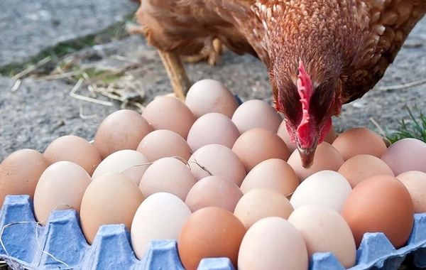 Азербайджанский диетолог раскрыл страшную правду о грязных деревенских яйцах
