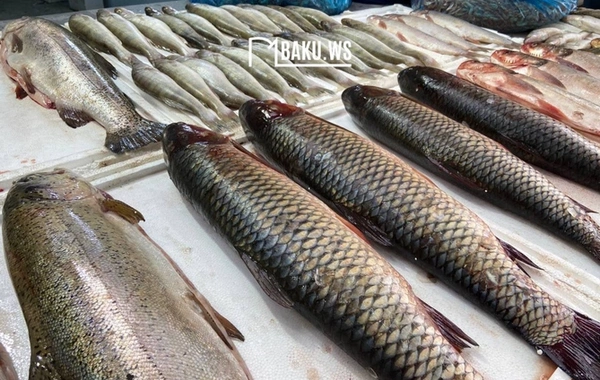 Balıqların sayının artırılması üçün hansı işlər görülür? - RƏSMİ CAVAB