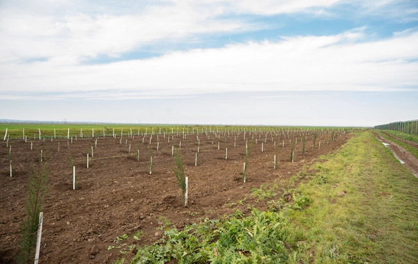 İDEA Sabirabad və Cəlilabad rayonlarında kütləvi ağacəkmə aksiyaları təşkil edib
