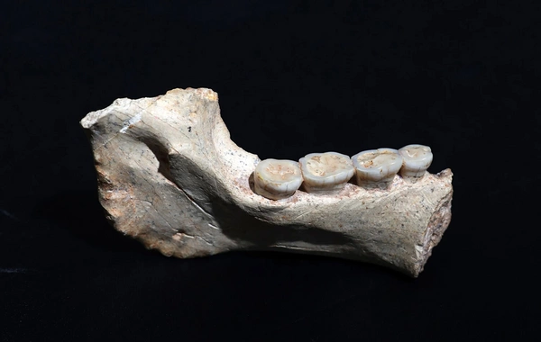 Remains of probable common ancestor of Homo sapiens and Neanderthals found