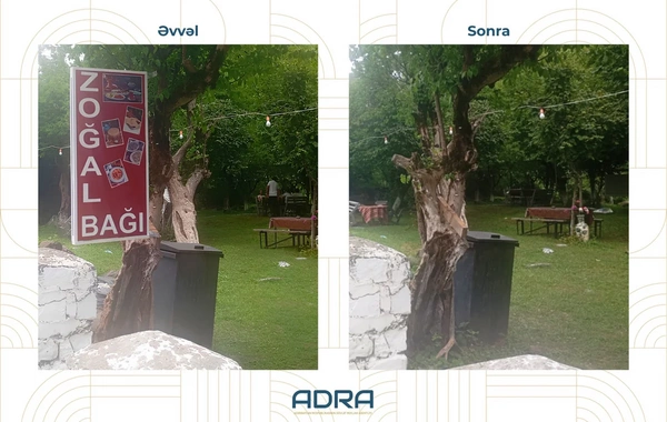 Ağaclara qanunsuz yerləşdirilən 267 reklam qurğusu söküldü