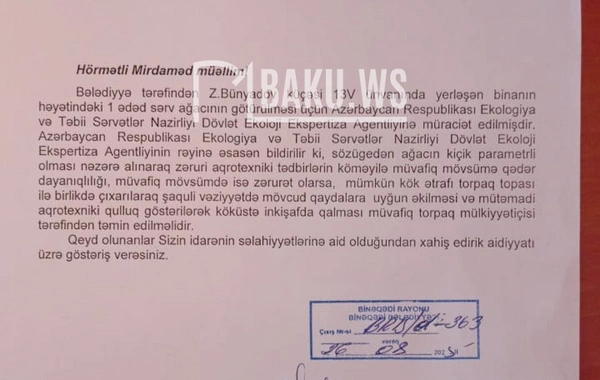Bakının mərkəzində 6 aydır təhlükə saçan AĞAC: - Rəy verilib, tədbir görən yoxdur