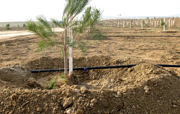 "SOCAR Midstream" ağacəkmə aksiyası keçirib