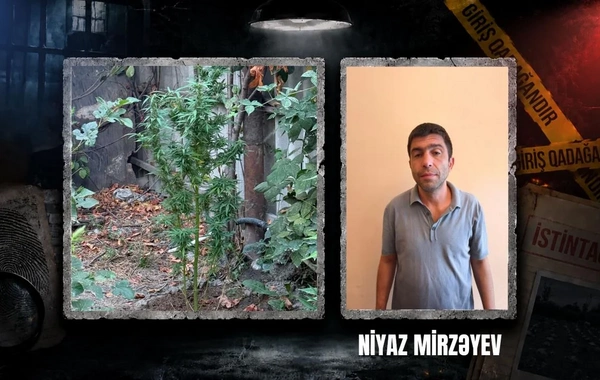 Göyçayda narkotik tərkibli bitkilər yetişdirən şəxs tutuldu