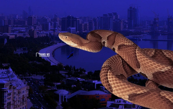 Danger of poisonous snakes in Baku: expert named high-risk areas