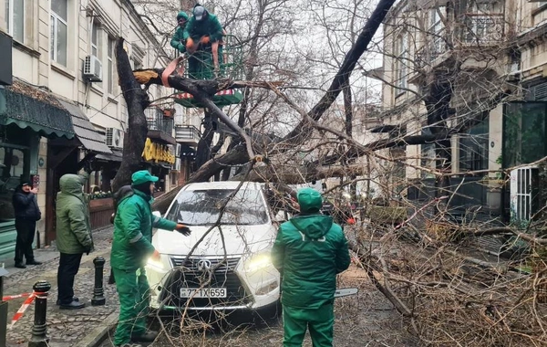 Bakıda güclü külək 78 ağacı aşırdı, 40 ağacın budaqları qırıldı