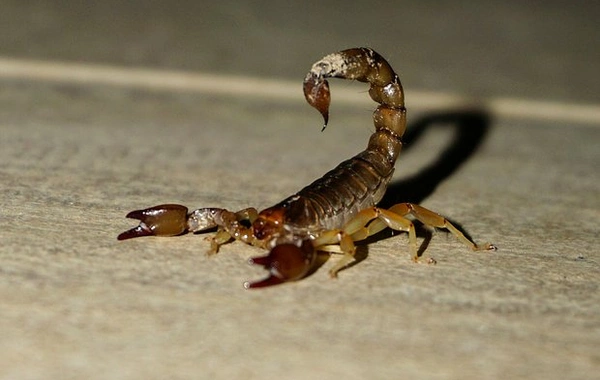 Student hospitalized after scorpion bite in Zara fitting room