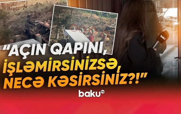 Yasamalda irigövdəli ağacları kəsənlər ifşa olundular