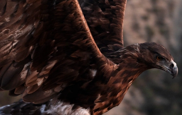 Leyla Əliyeva və Arzu Əliyeva Qaxda Axar-Baxar Milli Parkının açılış mərasimində iştirak ediblər Leyla Əliyeva və Arzu Əliyeva Qaxda Axar-Baxar Milli Parkının açılış mərasimində iştirak ediblər