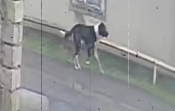 Mərdəkanda sahibsiz it səkkiz nəfərə hücum edib - Sakinlər təşviş içində