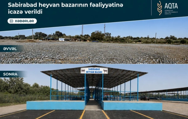 Sabirabad heyvan satışı bazarı fəaliyyətə başlayıb