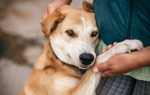It turns out that dogs can watch television and follow the plot