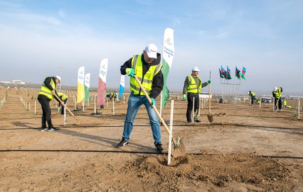 "SOCAR Midstream" ağacəkmə aksiyası keçirib