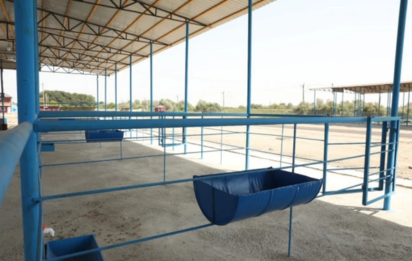 Sabirabad heyvan satışı bazarı fəaliyyətə başlayıb