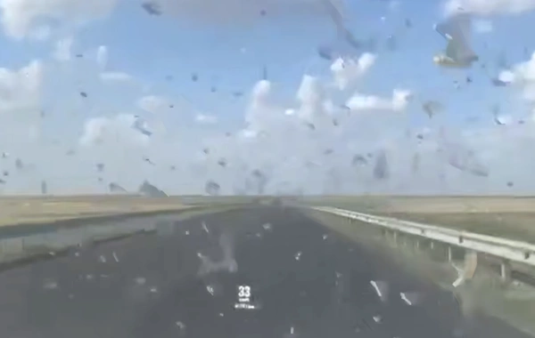 В Дагестане полчище саранчи атаковали водителя