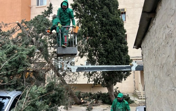 Güclü külək Bakıda 37 ağacı sındırıb