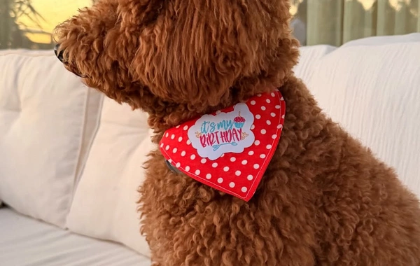 Nəsrin Cavadzadə iti Dolceyə ad günü keçirdi