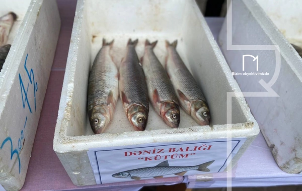 Neftçalada rayonunda "I Balıq" Festivalı keçirilib