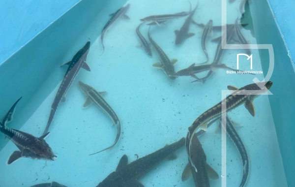 Neftçalada rayonunda "I Balıq" Festivalı keçirilib