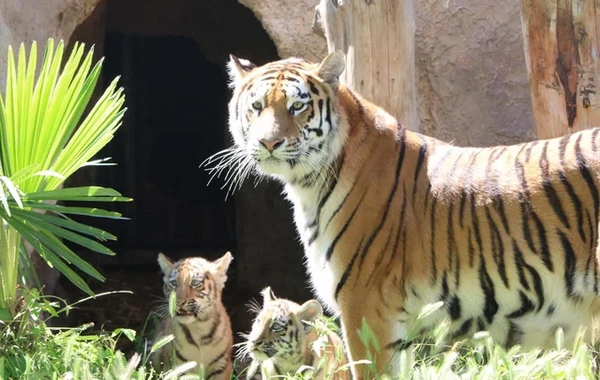 Bakı Zooloji Parkında Amur pələngi balaları dünyaya gəlib