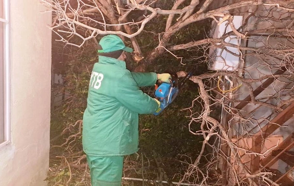 Bakıda güclü külək 78 ağacı aşırdı, 40 ağacın budaqları qırıldı