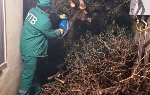 Bakıda güclü külək 78 ağacı aşırdı, 40 ağacın budaqları qırıldı