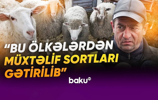 Laçının sənaye müəssisələri: Yaxın gələcək üçün hansı planlar nəzərdə tutulub?