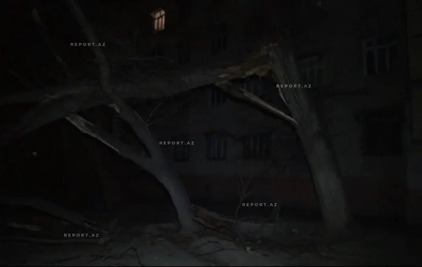 Güclü külək Mingəçevirdə fəsadlar törədib, bir neçə ağac aşıb