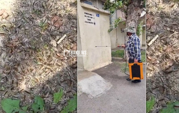 Bakıda tırtıllara qarşı dərmanlama işləri aparılıb