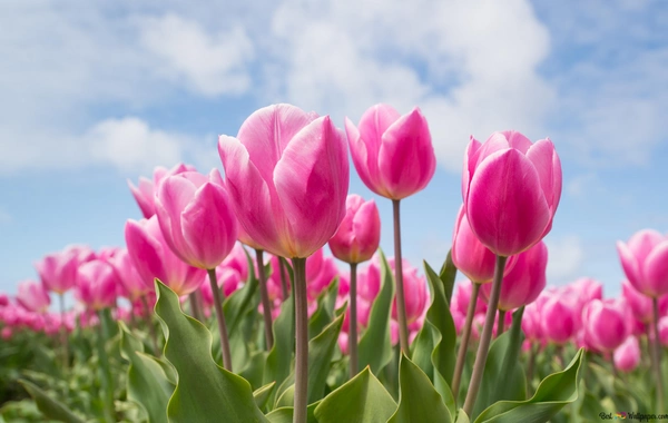 Martda temperatur iqlim normasından yüksək olacaq - AYLIQ PROQNOZ