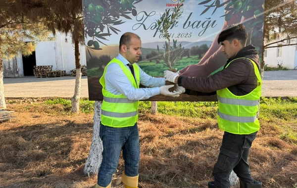 Hacıqabulda Zəfər Bağı salınıb